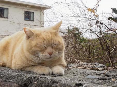 にゃんこ にゃんこの写真