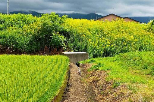 2025年8月の里山8 2025年8月の里山8 用水路,水路,田んぼの写真素材
