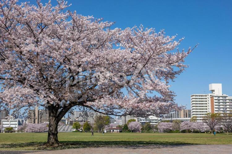 大島小松川公園　桜 大島小松川公園,江戸川区,東大島の写真素材