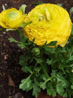 黄色のラナンキュラスの花 黄色のラナンキュラスの花の写真