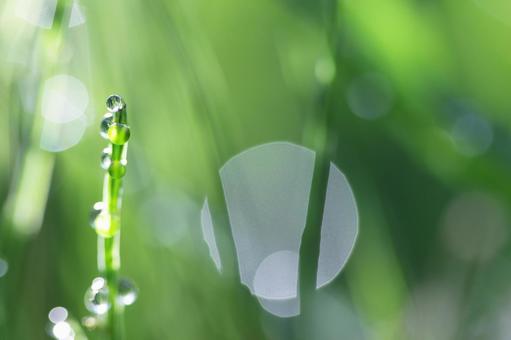 スギナと水滴 スギナと水滴の写真