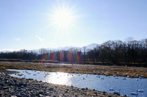 犀川に飛来した白鳥たち。 犀川に飛来した白鳥たち。の写真