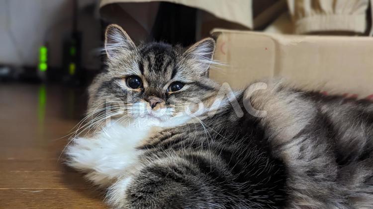 おてんば娘 猫,ねこ,ネコの写真素材