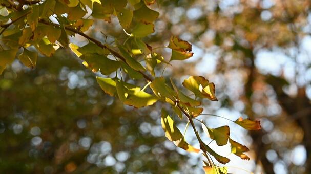 光に染まるイチョウの葉 イチョウ,黄葉,秋の写真素材