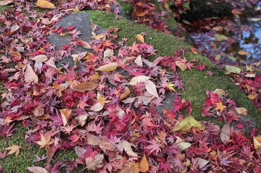 紅葉29 自然,もみじ,秋の写真素材