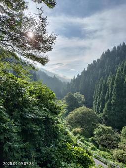 こもれび 龍の目 こもれび,龍,杉の木立の写真素材