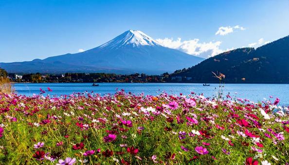 湖畔のコスモスと山の写真