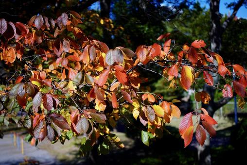 桜の紅葉 桜,秋,紅葉の写真素材