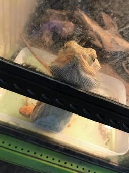フトアゴヒゲトカゲ フトアゴヒゲトカゲ フトアゴヒゲトカゲ,トカゲ,可愛いの写真素材