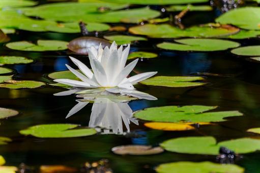 Photo, early summer, flower, water lily, 