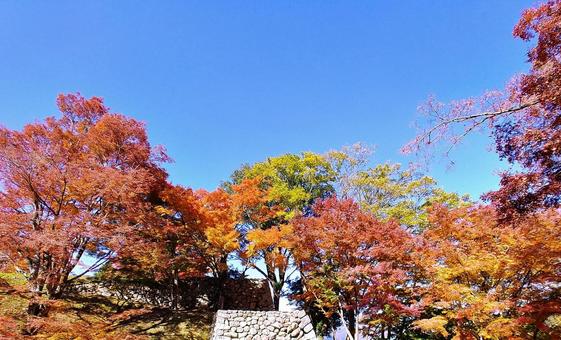 晩秋の木々の紅葉と青空/津和野城跡 晩秋の木々の紅葉と青空/津和野城跡 紅葉,秋,木々の写真素材