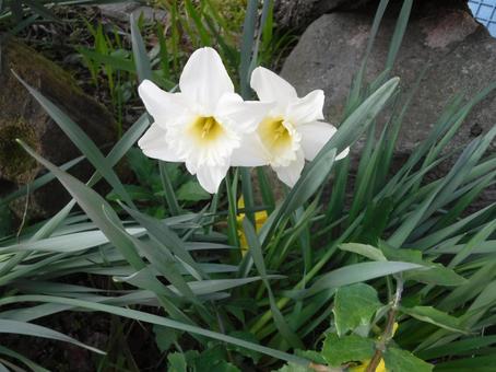 スイセン スイセンの写真