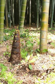 竹林の地面から顔を出すたけのこの親子 筍,孟宗竹,竹林の写真素材