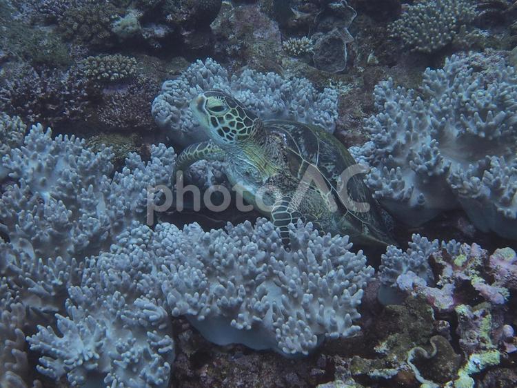 石垣島　ウミガメ ダイビング,ウミガメ,石垣島の写真素材