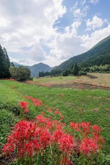 熊本県　番所の棚田の彼岸花 熊本県,熊本,彼岸花の写真素材