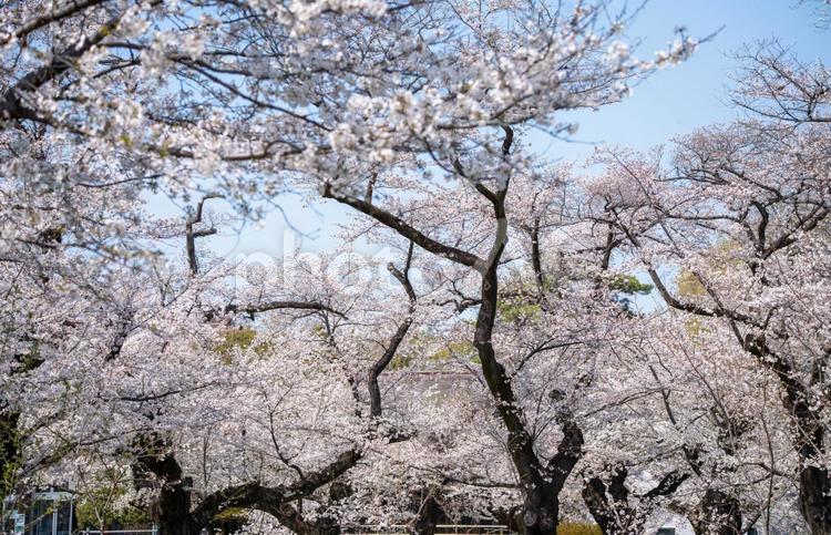 東京都　小金井公園で咲く桜 都市公園,武蔵野,満開の写真素材