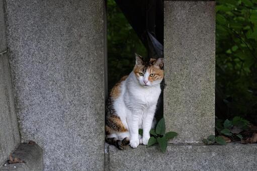 猫 猫,大阪護國神社,ネコの写真素材