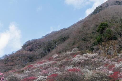 カラフルな梅林のある風景 梅,迎春,梅の花の写真素材