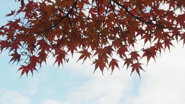 Autumn sky and autumn leaves, JPG
