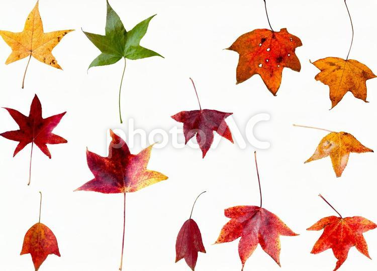 切り抜きPSD素材ー秋の紅葉2 紅葉,秋,葉の写真素材