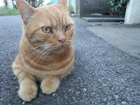 猫 猫の写真