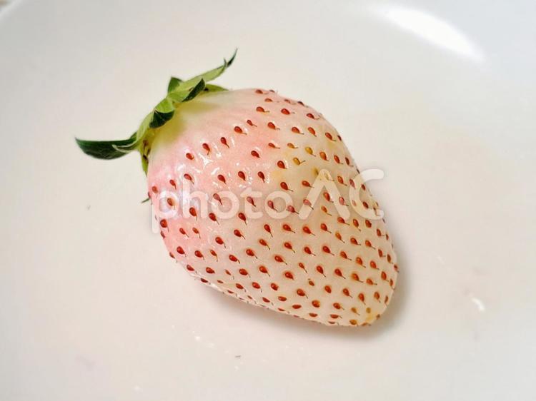 いちご　パールホワイト1粒② いちご,果物,パールホワイトの写真素材