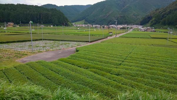 茶畑 茶畑 茶,茶葉,茶畑の写真素材