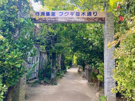 備瀬フクギ並木通り1 備瀬フクギ並木通り1 フクギ並木通り,備瀬集落,沖縄県の写真素材