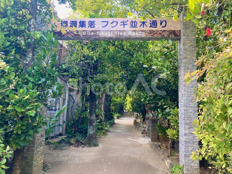 備瀬フクギ並木通り１ フクギ並木通り,備瀬集落,沖縄県の写真素材