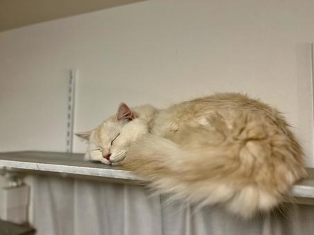 キャットタワーで寝る白い猫2 キャットタワーで寝る白い猫2の写真