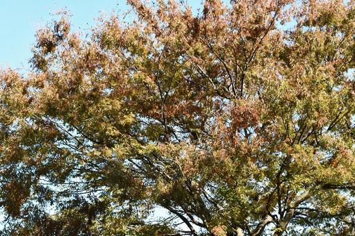 Photo, autumn leaves, the season, brown, 