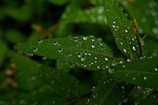 葉っぱについた水滴 水滴,グリーンフォト,雨上がりの写真素材