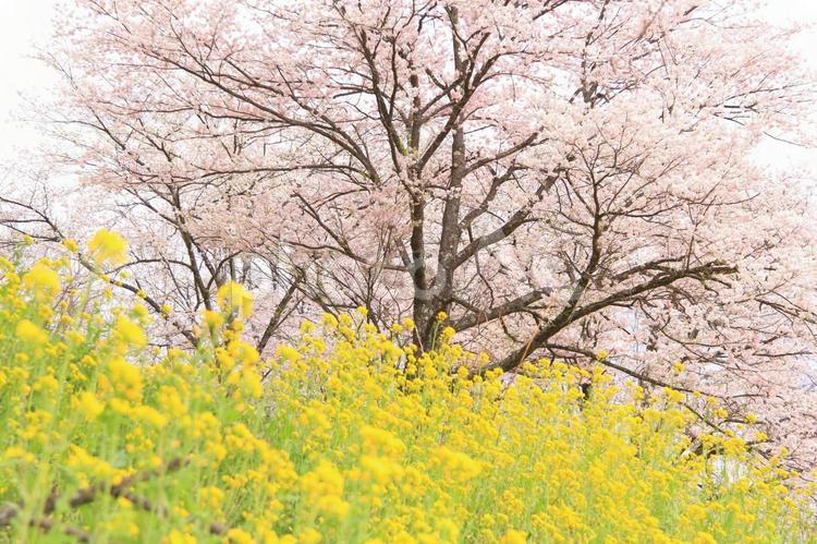 菜の花と桜 桜,お花見,花見の写真素材