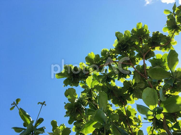 モモタマナの木のしたから空を見上げる モモタマナ,空,青空の写真素材