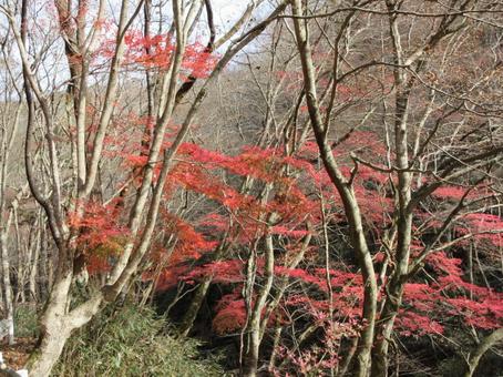 鹿又川渓谷の紅葉の写真