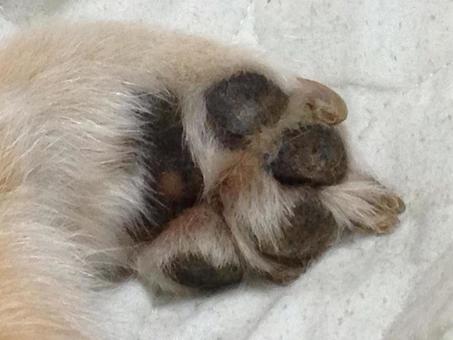 柴犬の肉球 柴犬の肉球の写真