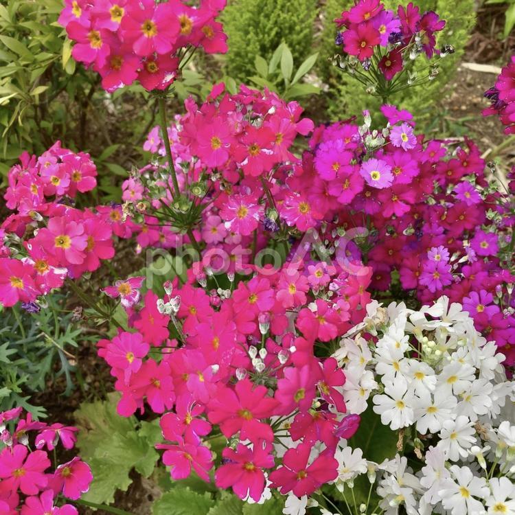 小さなピンクのお花　たくさん ピンクのお花,花,お花の写真素材