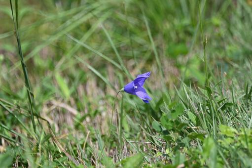 キキョウの花がさいています キキョウの花がさいていますの写真