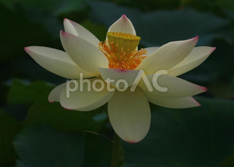 蓮の花 植物,花,蓮の写真素材