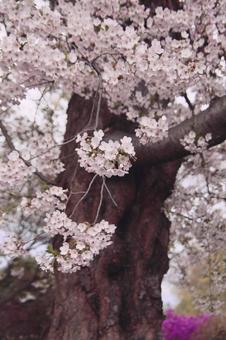桜の木 桜の木の写真