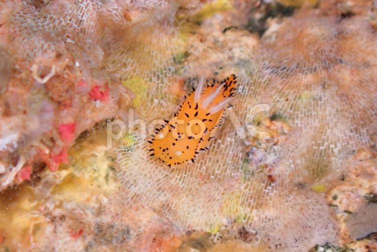 西伊豆・雲見　ヤグルマウミウシ スキューバダイビング,ウミウシ,ダイビングの写真素材