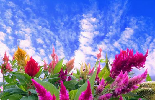 カラフルなケイトウの花と秋の空雲 カラフルなケイトウの花と秋の空雲 ケイトウ,秋,花の写真素材