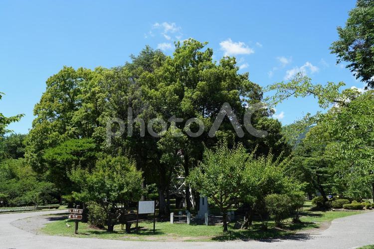 上田城址公園の風景　自然あふれる環境 上田城,東虎口櫓門,櫓門の写真素材