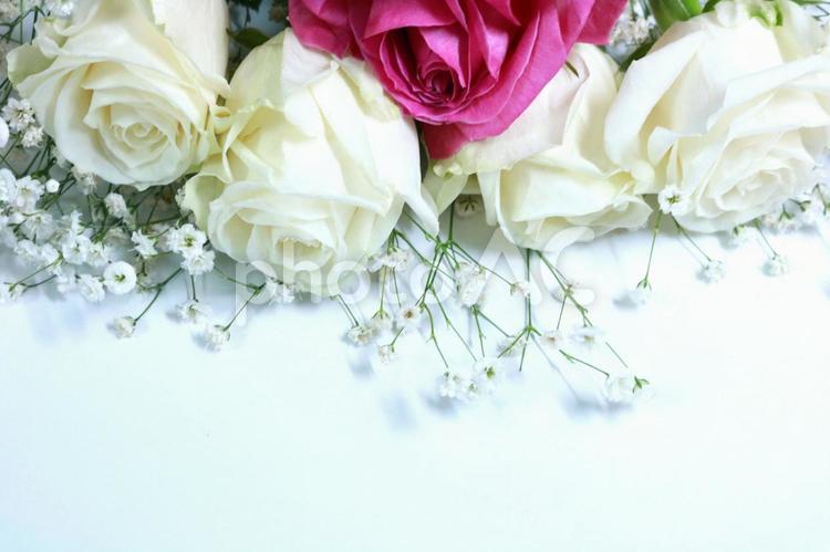 バラ　ボタニカルフレーム　背景　壁紙　薔薇　ばら バラ,薔薇,ばらの写真素材