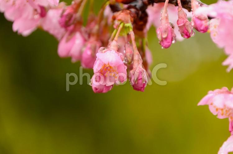 雨露をまとった河津桜のつぼみ 河津桜,桜,ピンクの写真素材