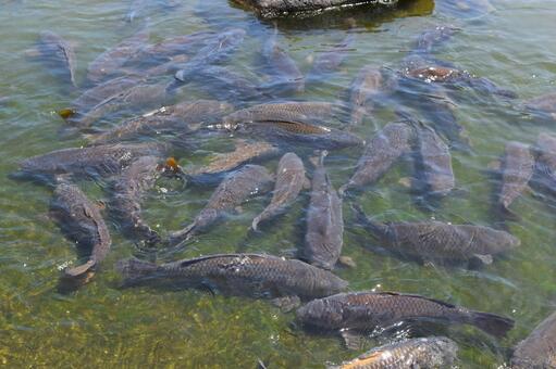 池で泳ぐ鯉 池で泳ぐ鯉,泳ぐ鯉,泳ぐコイの写真素材