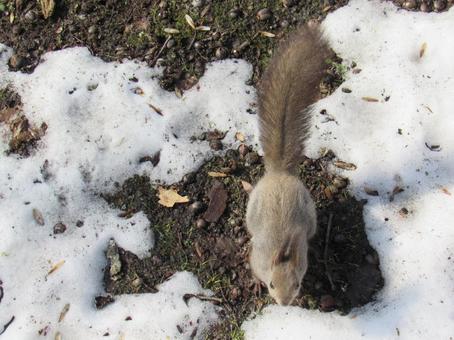 エゾリスの写真