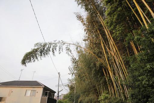 風で折れ曲がった竹 風で折れ曲がった竹 竹林,森林,竹藪の写真素材