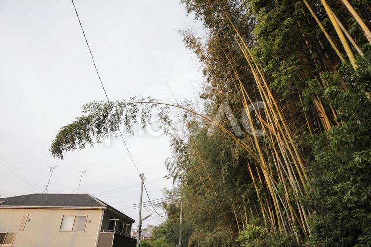 風で折れ曲がった竹 竹林,森林,竹藪の写真素材