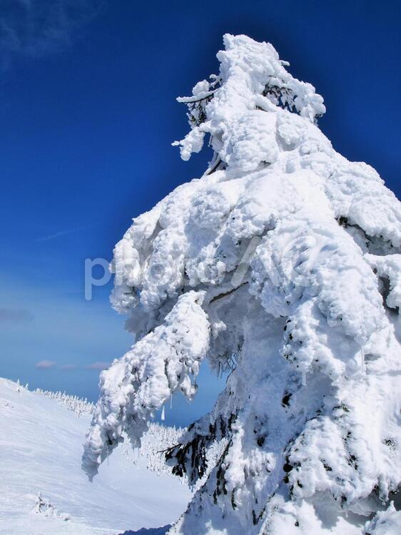 冬の蔵王、樹氷、クローズアップ 蔵王,冬,雪の写真素材